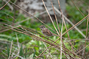 Song Sparrow Perched on Stalk in Springtime