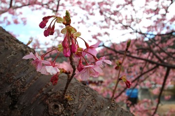 伊豆の河津桜