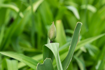 Tulip Flower Bud in Springtime