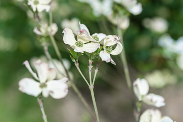 Obraz premium Close up of Flowers of Cornus kousa (also Benthamidia kousa), the Kousa dogwood, small deciduous tree