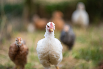 Chickens eating grass and walking in the farmyard. Close up with blurred background