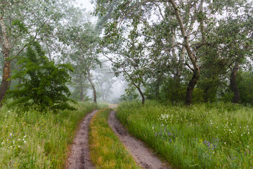 Fototapeta na wymiar Beautiful misty summer morning in the deciduous forest.