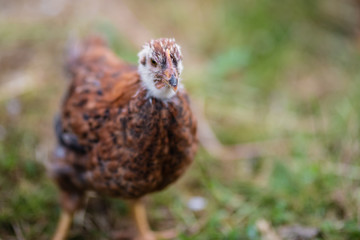 Chickens eating grass and walking in the farmyard. Close up with blurred background