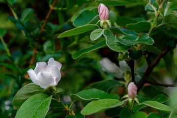Quince Spring Blossom Close Up