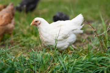 Chickens eating grass and walking in the farmyard. Close up with blurred background