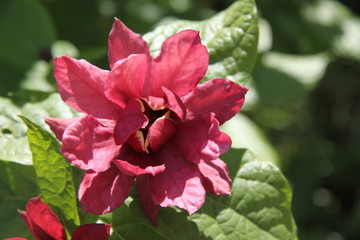 Obraz premium Azalea dark red vivid spring flower