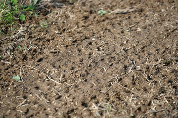soil
