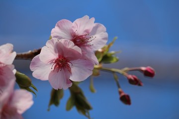 伊豆の河津桜
