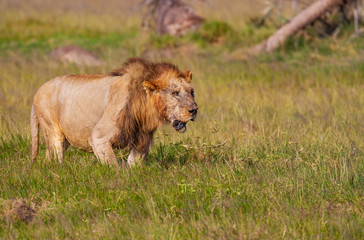 Naklejka premium Male lion. panthera leo. injured wounded after fight. Amboseli National Park, Kenya, Africa. Wildlife on safari vacation