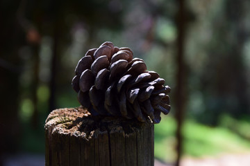 pine cone on the tree