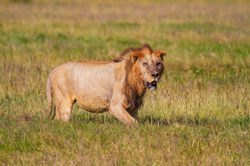 Injured male lion, panthera leo, front face showing bloody eye and wounds from fight. Amboseli National Park, Kenya, Africa. Wildlife on safari vacation. 