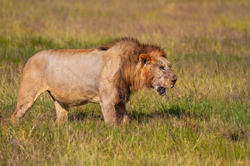 Male lion, panthera leo, injured wounded with bloody eye. Amboseli National Park, Kenya, East Africa. African wildlife on safari in Kenya. Side view