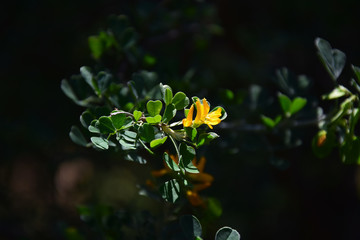 yellow flower on green background