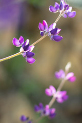 Fototapeta na wymiar Purple flowers reaching for the sun in early Spring