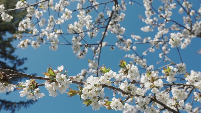 Beautiful cherry branch in spring white blossom on a bright blue sky background. The bee collects pollen and honey from the cherry blossom. 4k