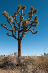 Joshua tree National Park, California
