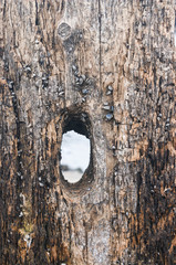 Textured fragments of old rotten wood with a through hole. An old ruined tree is covered with clams,