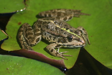 Frosch