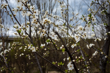 White cherry flowers blooming on a tree close up
