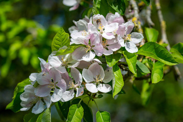 A blossom tree in spring, with a shallow depth of field