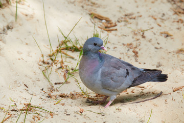 Hohltaube am Ufer eines Waldteiches