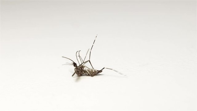Tiger mosquito lying on back and whirl on a white table, close up. The Asian mosquito was hit by insecticides, macro view.