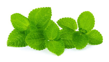 fresh mint leaves isolated on white background