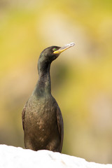 Cormorán moñudo (Phalacrocorax aristotelis), sobre la roca con fondo amarillo.