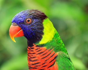 Exotic parrot sitting on a perch