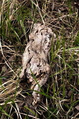 Part of old tree lying on green grass top view