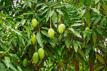 Mango Baum