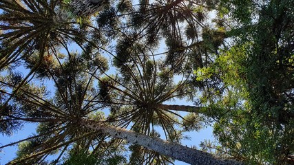 Fototapeta premium Pinheiro