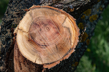 Round cross section of tree trunk with tree ring pattern and cracks in bark. Rough wooden textures. Hardwood background with copy space