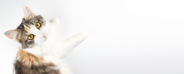 White, ginger, brown cat lying on table and looking up. Cute domestic kitten with brown eyes on white background. Pet top view image with copy space. Home pets. Animal care. Web banner stock photo.