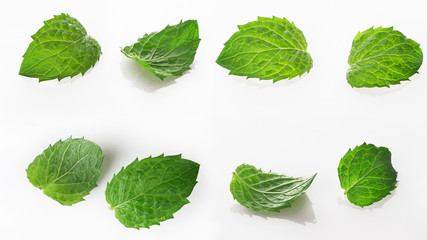 mint leaf isolated on a white background