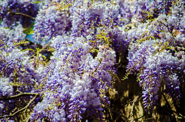Bright beautiful lilac, purple, blue wisteria flowers on against of green leaves and blue sky. Natural flower backdrop. Summer flowering background. Close-up. Copy space. 