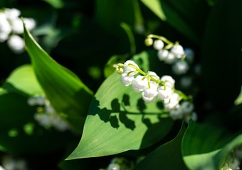 Obraz premium Beau brin de Muguet