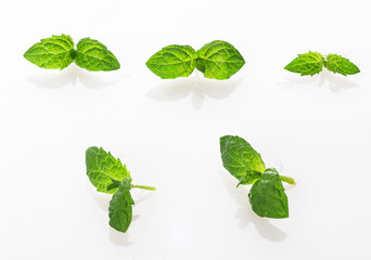 mint leaf isolated on a white background