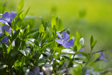 Periwinkle flowers, floral outdoor background, selective focus - 343165376
