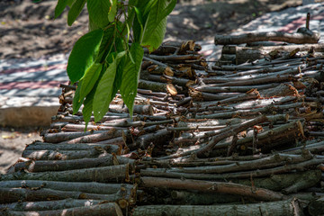 Fototapeta na wymiar Pile of firewood. Woodpile of sawed wood branches for firewood fuel