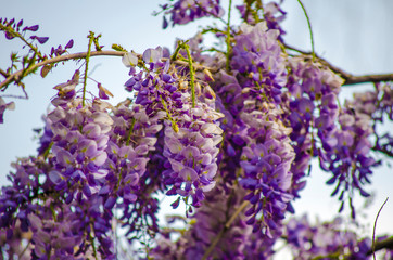 Bright beautiful lilac, purple, blue wisteria flowers on against of green leaves and blue sky. Natural flower backdrop. Summer flowering background. Close-up. Copy space. 