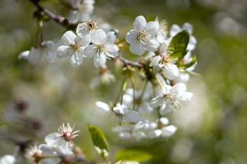 White cherry blossom, spring outdoor background