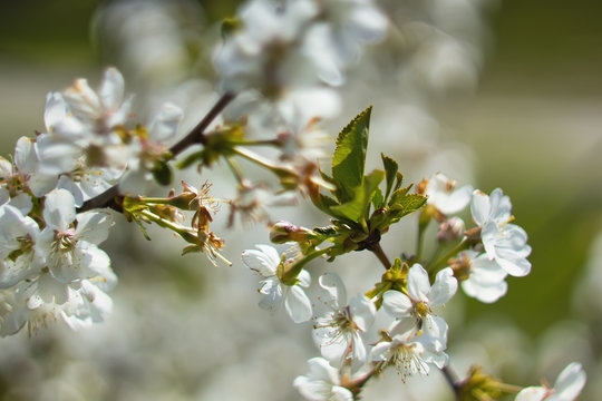 White cherry blossom, spring outdoor background