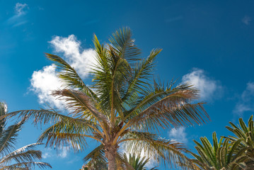 Canary Island of Fuerteventura