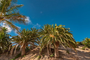 Canary Island of Fuerteventura