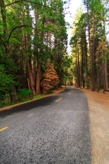 Tall trees along Mirror Lake Trail in Yosemite National Park