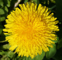 Dandelion flower in spring