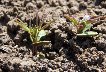 Lupinus sprouts on the beds