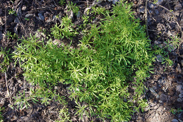 The Cleavers Galium aparine