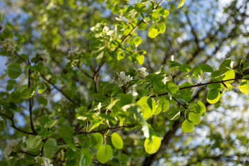 Fototapeta na wymiar Green leaves on the tree, background